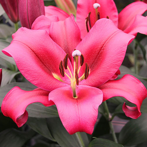 Skyscraper Lily Palazzo Skyscraper Lily Palazzo