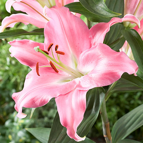 Premium Skyscraper Giant Lily Collection Premium Skyscraper Giant Lily Collection