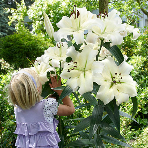 Skyscraper Lily Pretty Woman