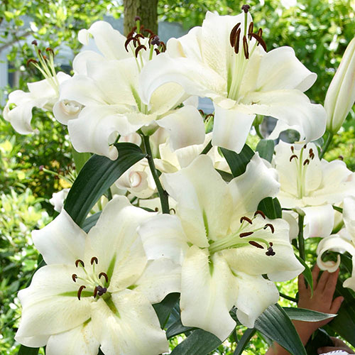 Skyscraper Lily Pretty Woman Skyscraper Lily Pretty Woman