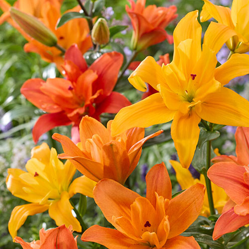 Pollen-Free Lily Butterfly Double Collection