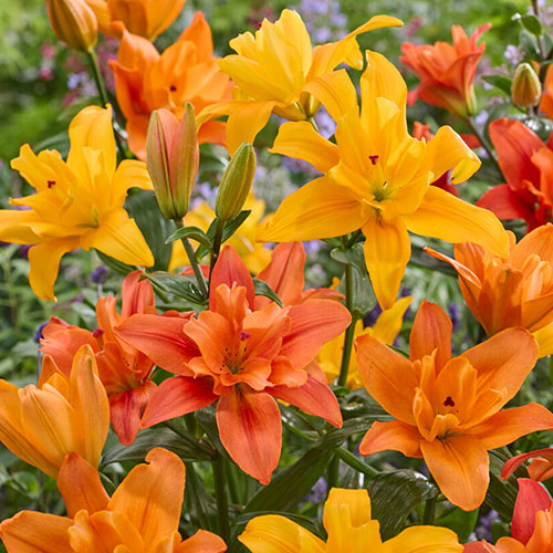 Pollen-Free Lily Butterfly Double Collection Pollen-Free Lily Butterfly Double Collection