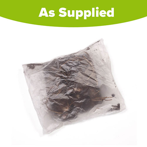 Pollen-Free Lily Butterfly Double Collection Pollen-Free Lily Butterfly Double Collection