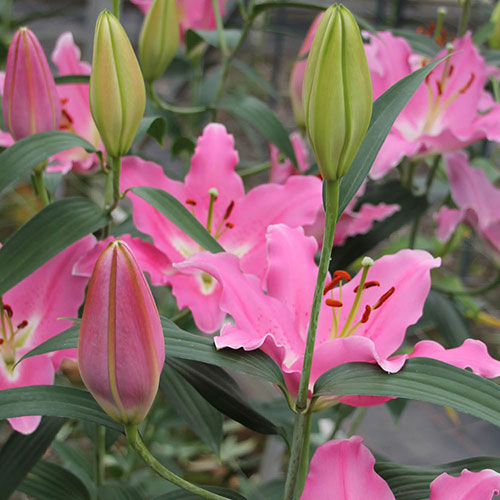 Lily Dinner Plate Binasco Lily Dinner Plate Binasco