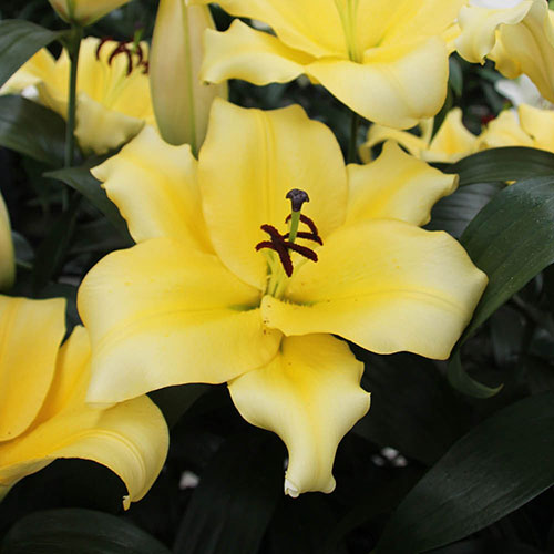 Lily Dinner Plate Monchique Lily Dinner Plate Monchique