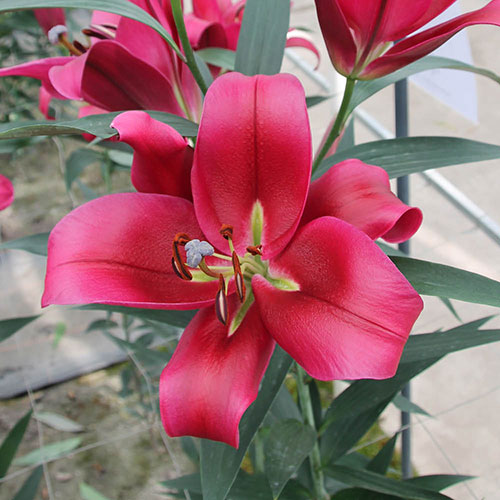 Lily Dinner Plate Red Desire Lily Dinner Plate Red Desire