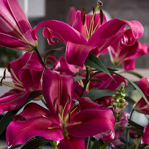 Lily Dinner Plate Red Desire Lily Dinner Plate Red Desire