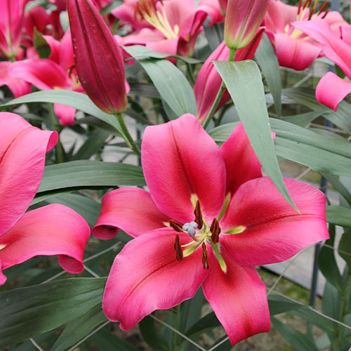 Lily Dinner Plate Red Desire Lily Dinner Plate Red Desire