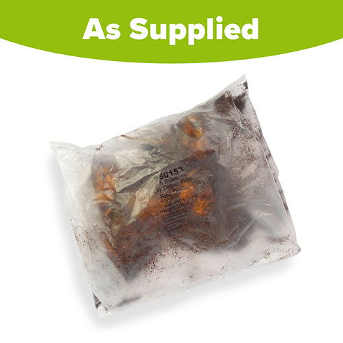 Lily Dinner Plate Red Desire Lily Dinner Plate Red Desire