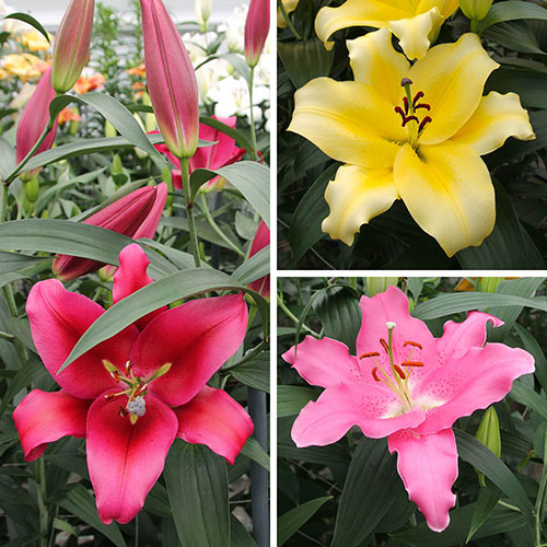 Lily Dinner Plate Collection Lily Dinner Plate Collection