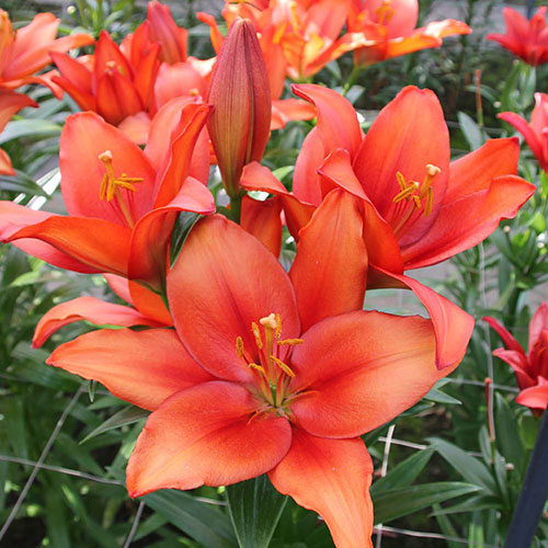 Lily Amber Waves Lily Amber Waves