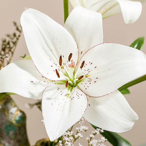 Lily Eyeliner Lily Eyeliner