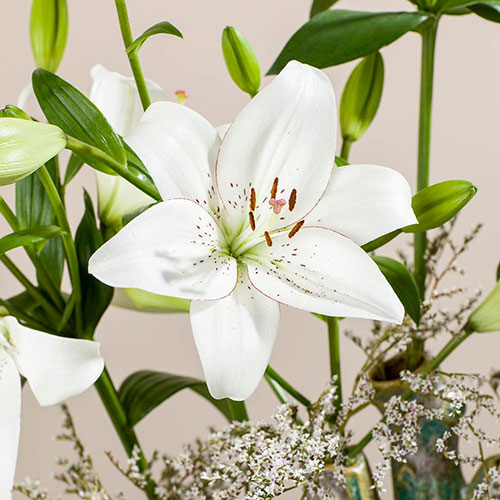 Lily Eyeliner Lily Eyeliner