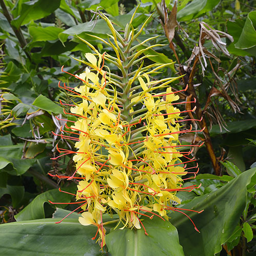 Hardy Ginger Lily - Hedychium Hardy Ginger Lily - Hedychium