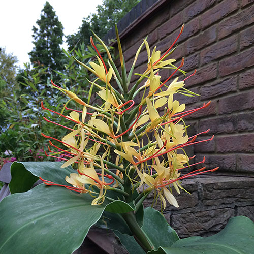 Hardy Ginger Lily - Hedychium Hardy Ginger Lily - Hedychium