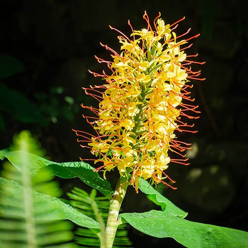 Hardy Ginger Lily - Hedychium Hardy Ginger Lily - Hedychium