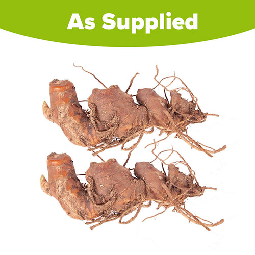 Hardy Ginger Lily - Hedychium Hardy Ginger Lily - Hedychium