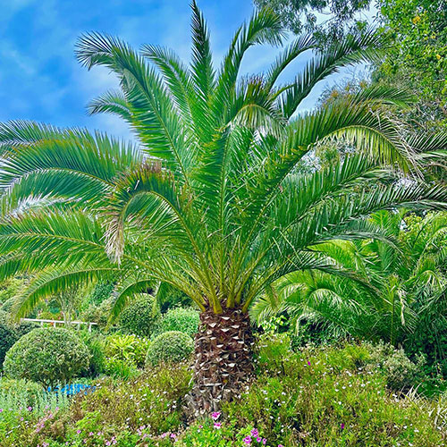 Phoenix canariensis Canary Island Date Palm Phoenix canariensis Canary Island Date Palm