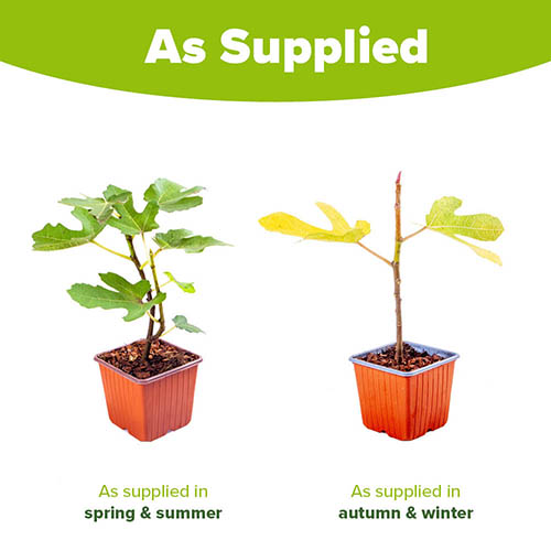 Hardy Fig Brown Turkey Hardy Fig Brown Turkey