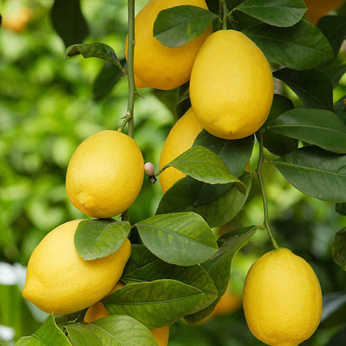 Citrus Lemon Tree Citrus Lemon Tree