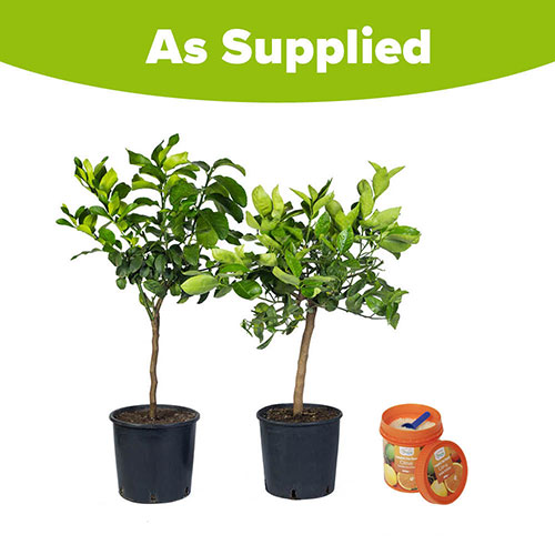 Orange & Lemon Collection with Feed Orange & Lemon Collection with Feed