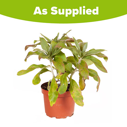 Pride of Madeira Echium candicans Pride of Madeira Echium candicans