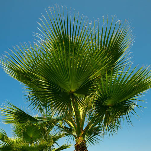 Mexican Fan Palm