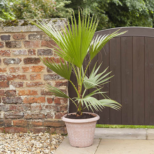 Mexican Fan Palm Mexican Fan Palm