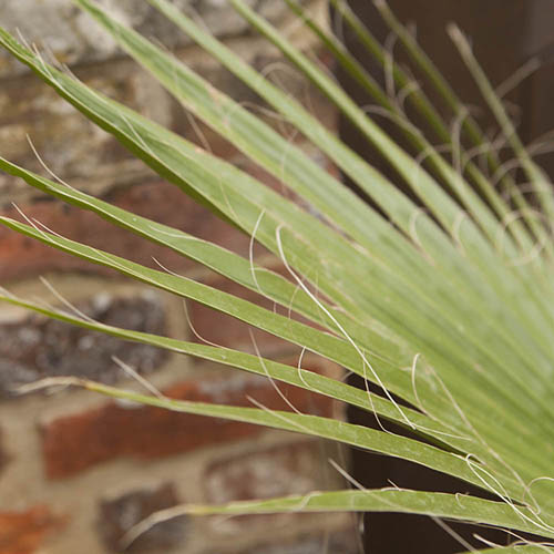 Mexican Fan Palm Mexican Fan Palm