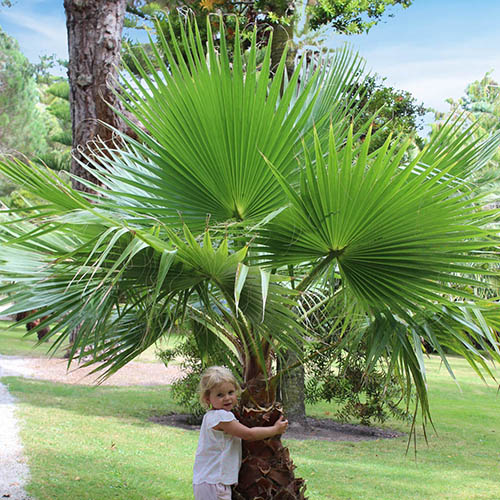 Mexican Fan Palm Mexican Fan Palm