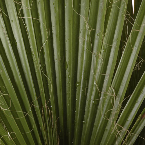 Mexican Fan Palm Mexican Fan Palm