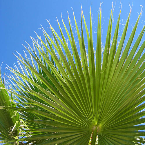 Mexican Fan Palm Mexican Fan Palm