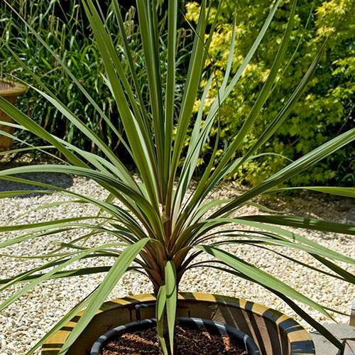Cordyline australis Cordyline australis