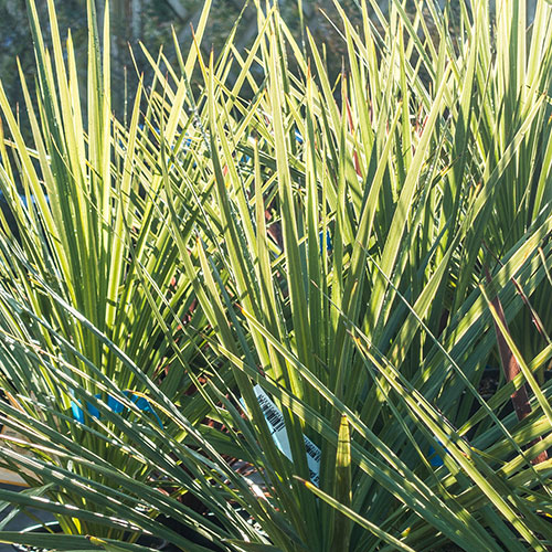 Cordyline australis Cordyline australis