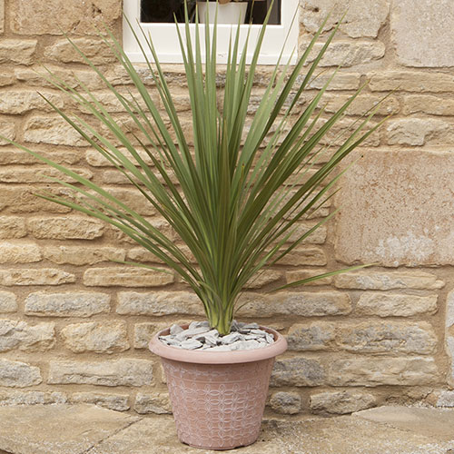 Cordyline australis Cordyline australis