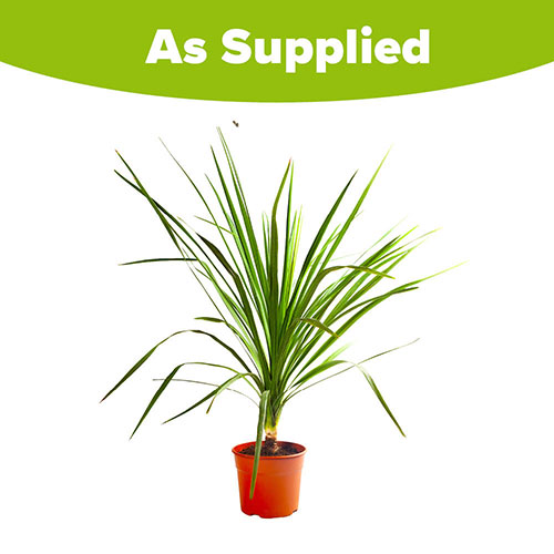 Cordyline australis Cordyline australis