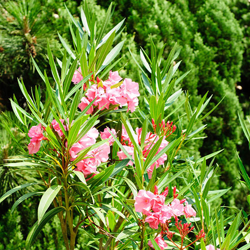 Oleander Pink Emilie Bush Oleander Pink Emilie Bush