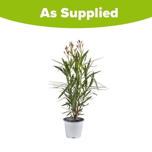 Oleander Pink Emilie Bush Oleander Pink Emilie Bush