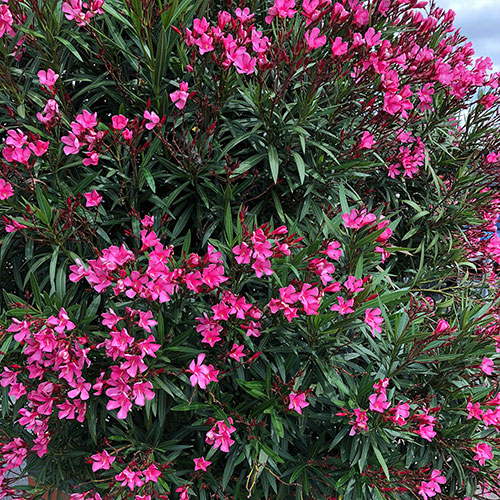 Oleander Pink Emilie Bushes Oleander Pink Emilie Bushes