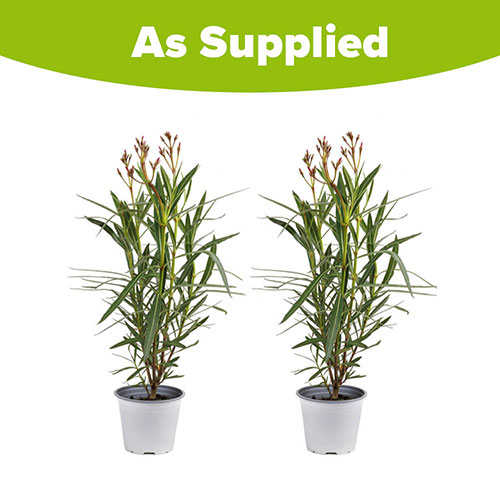 Oleander Pink Emilie Bushes Oleander Pink Emilie Bushes