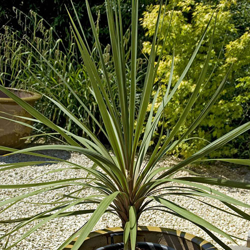Pair of Cordyline australis