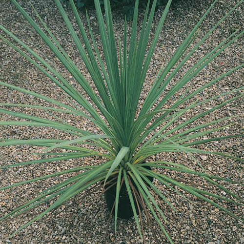 Pair of Cordyline australis Pair of Cordyline australis