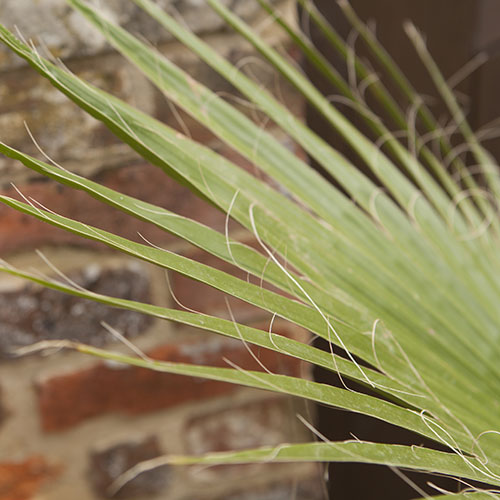 Mexican Fan Palm Mexican Fan Palm