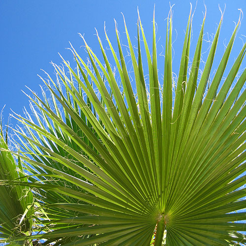 Mexican Fan Palm Mexican Fan Palm