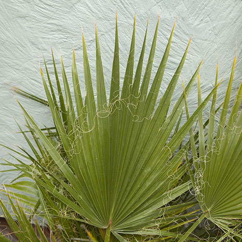 Mexican Fan Palm Mexican Fan Palm