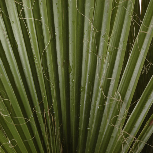 Mexican Fan Palm Mexican Fan Palm