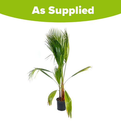 Mexican Fan Palm Mexican Fan Palm