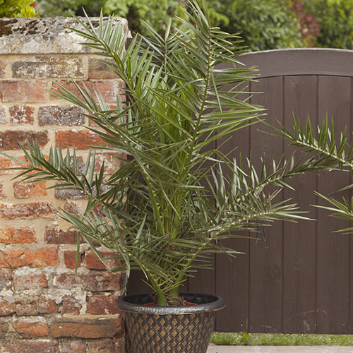 Phoenix canariensis Canary Island Date Palm Phoenix canariensis Canary Island Date Palm