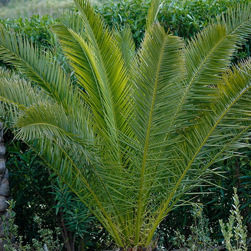 Phoenix canariensis Canary Island Date Palm Phoenix canariensis Canary Island Date Palm