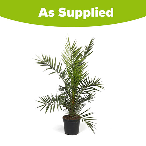 Phoenix canariensis Canary Island Date Palm Phoenix canariensis Canary Island Date Palm